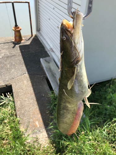 ニホンナマズの釣果