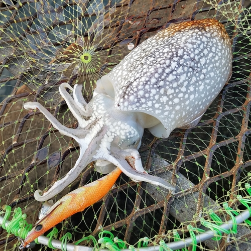 シリヤケイカの釣果