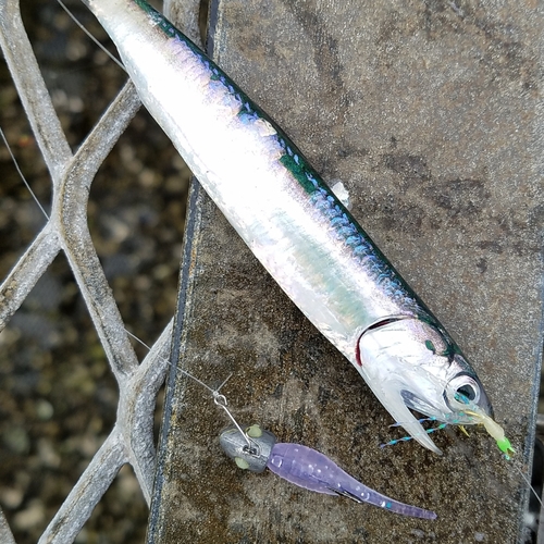 カタクチイワシの釣果