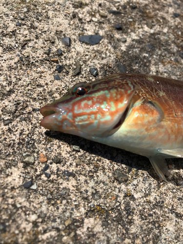 ホシササノハベラの釣果