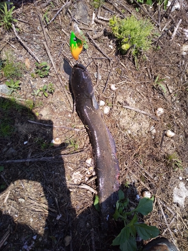 ナマズの釣果