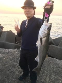 スズキの釣果