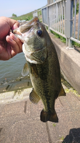 ブラックバスの釣果