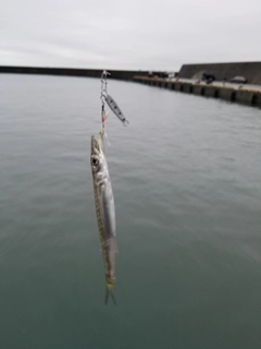 カマスの釣果