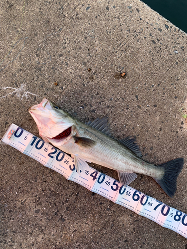 マルスズキの釣果