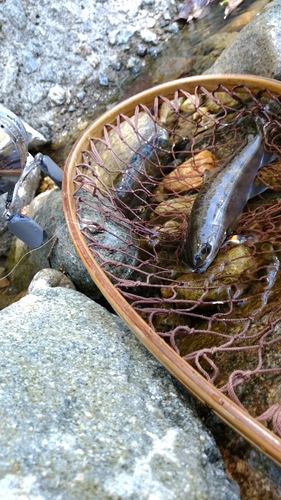 アマゴの釣果