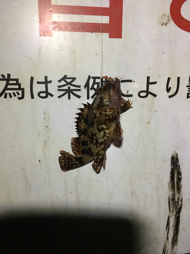 カサゴの釣果