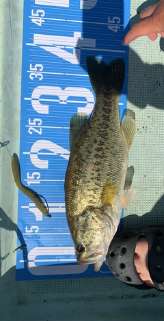 ブラックバスの釣果