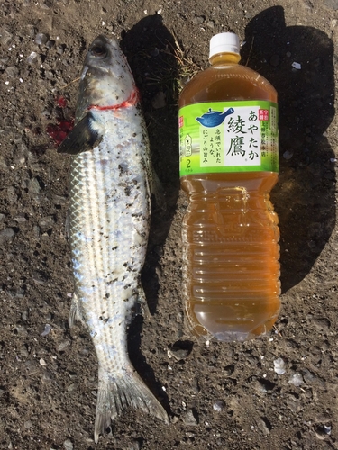 ボラの釣果