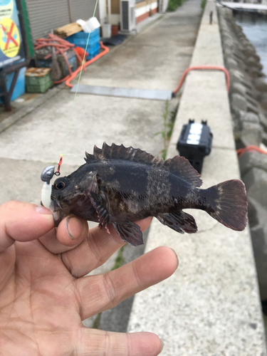 ソイの釣果