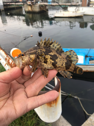 タケノコメバルの釣果