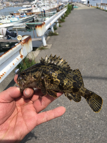 タケノコメバルの釣果