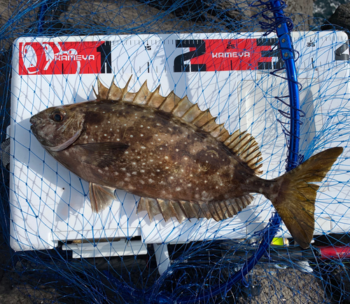 アイゴの釣果