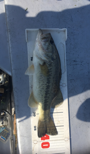 ラージマウスバスの釣果