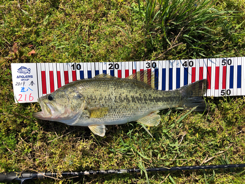 ブラックバスの釣果