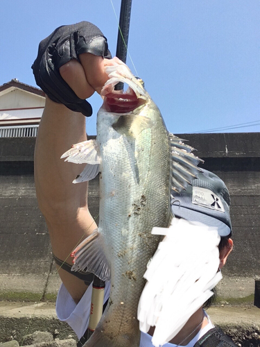 スズキの釣果