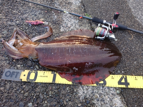 アオリイカの釣果