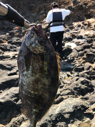 アイゴの釣果