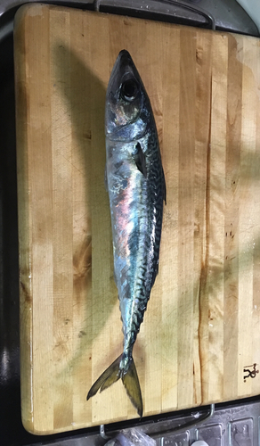 サバの釣果