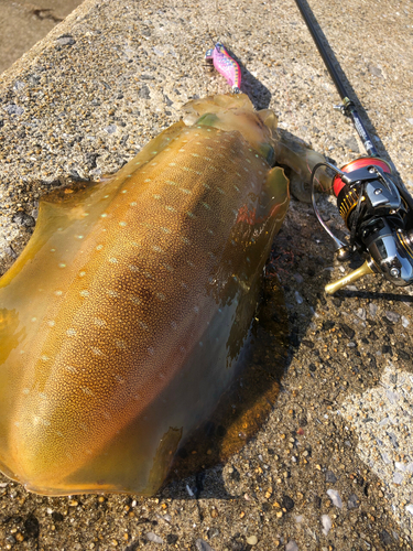 アオリイカの釣果