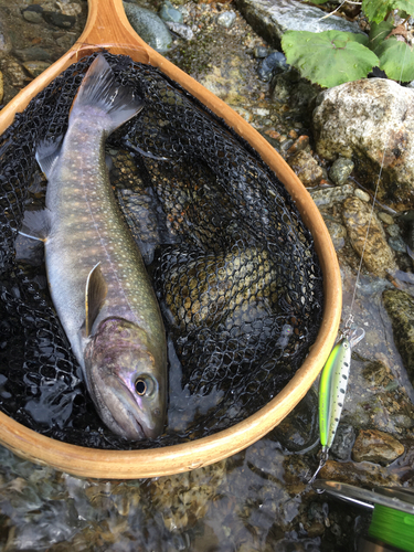 イワナの釣果