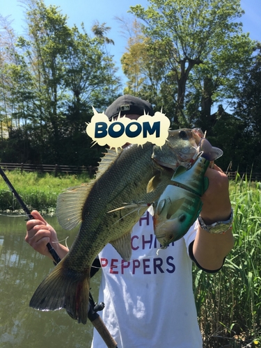 ブラックバスの釣果