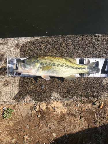 ブラックバスの釣果