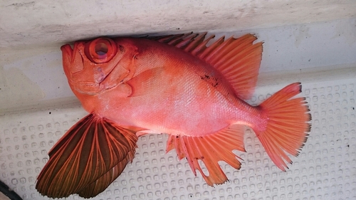 チカメキントキの釣果