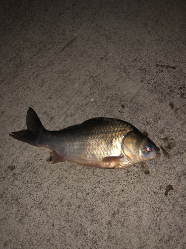 ヘラブナの釣果