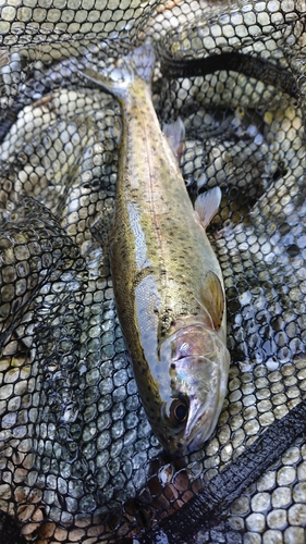 ニジマスの釣果