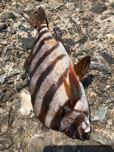 タカノハダイの釣果