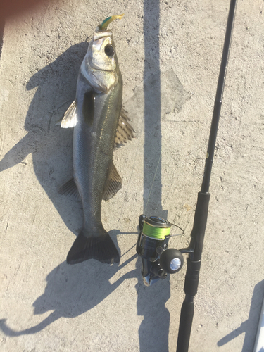 シーバスの釣果