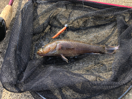 ハゼの釣果