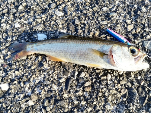 クロムツの釣果