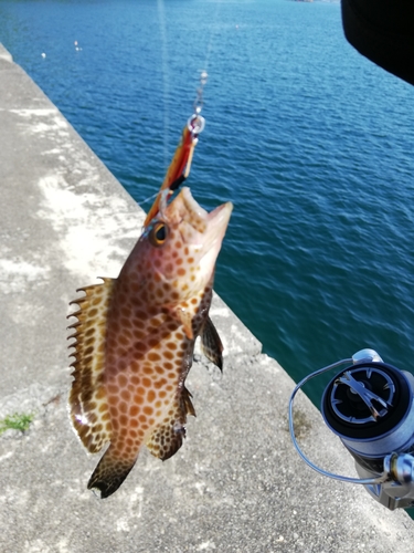 オオモンハタの釣果