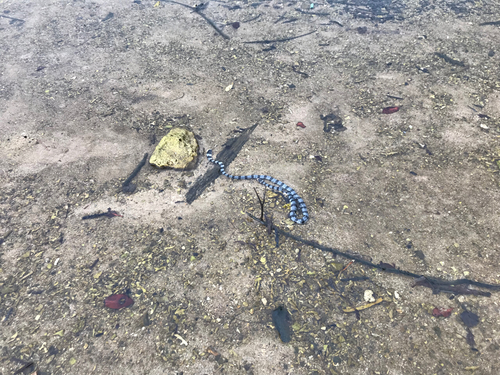 ウミヘビの釣果