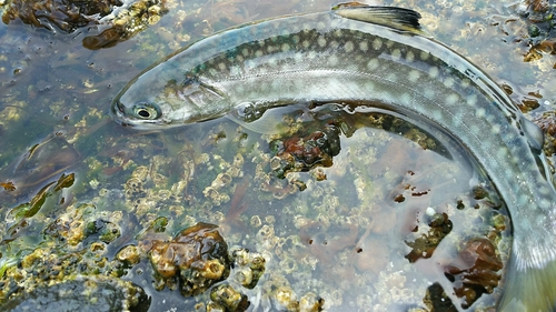 アメマスの釣果