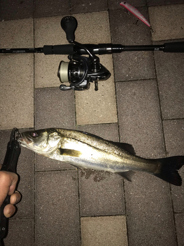 シーバスの釣果