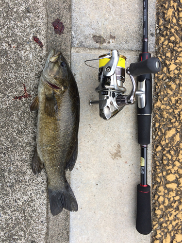 スモールマウスバスの釣果