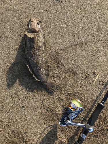 アイナメの釣果