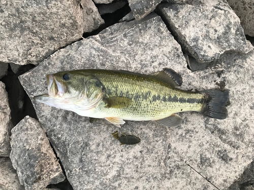 ブラックバスの釣果