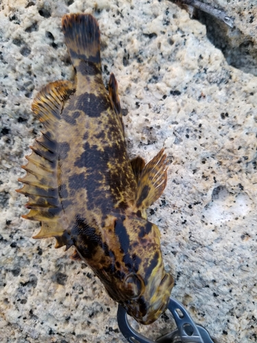 タケノコメバルの釣果