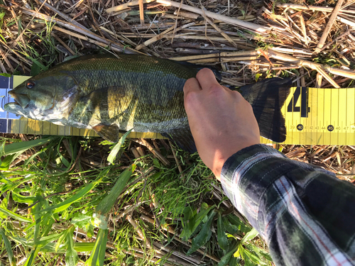 スモールマウスバスの釣果