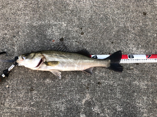 ハネ（マルスズキ）の釣果