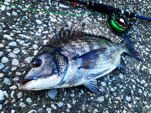 クロダイの釣果