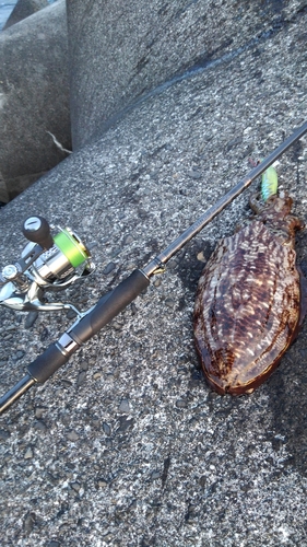 コウイカの釣果