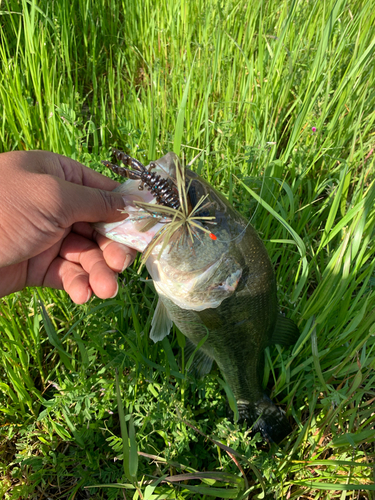 ラージマウスバスの釣果