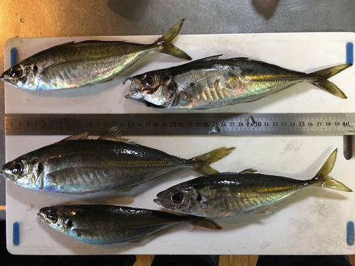 アジの釣果