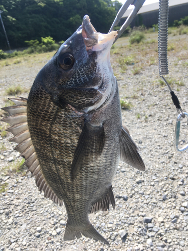 キビレの釣果