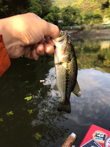 ラージマウスバスの釣果